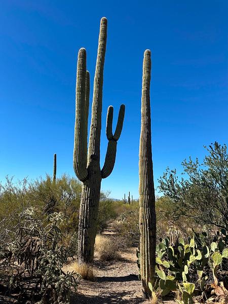 387_USA_Arizona_Saguaro_NP.JPG