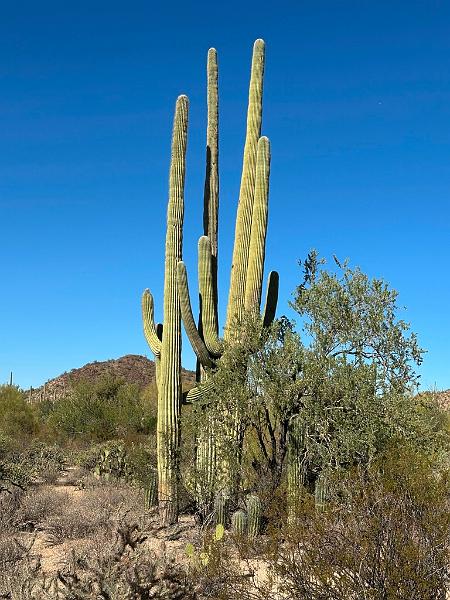 390_USA_Arizona_Saguaro_NP.JPG