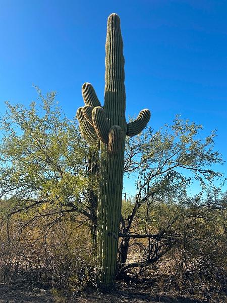 402_USA_Arizona_Saguaro_NP.JPG