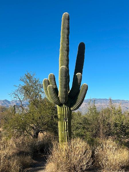 406_USA_Arizona_Saguaro_NP.JPG