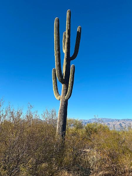 407_USA_Arizona_Saguaro_NP.JPG