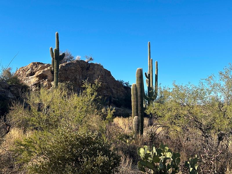 409_USA_Arizona_Saguaro_NP.JPG