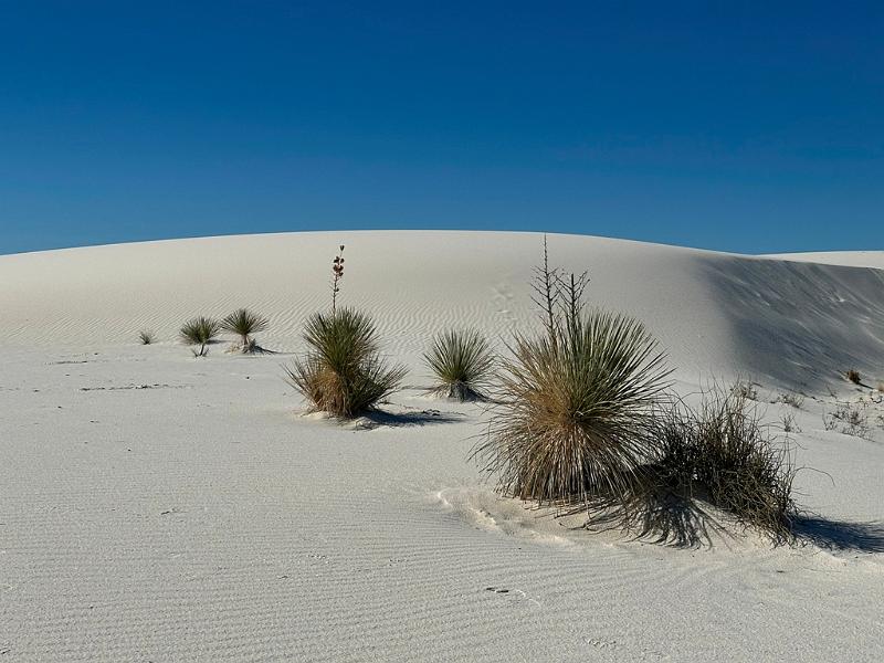 442_USA_New_Mexico_White_Sands_NP.JPG