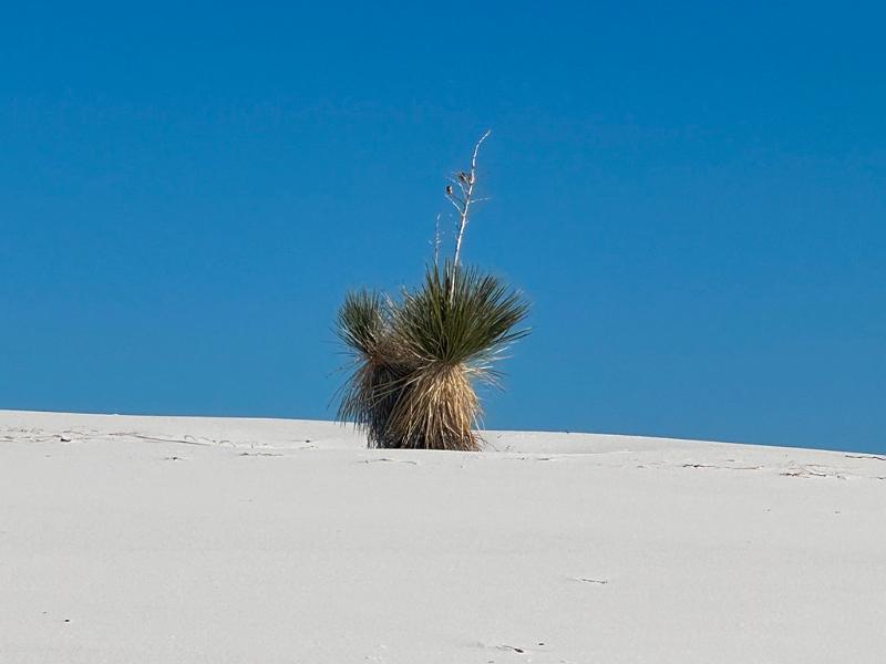 445_USA_New_Mexico_White_Sands_NP.JPG