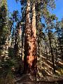 186_USA_Kalifornien_Sequoia_NP