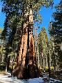 188_USA_Kalifornien_Sequoia_NP
