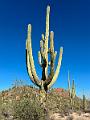 380_USA_Arizona_Saguaro_NP