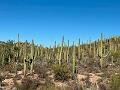 382_USA_Arizona_Saguaro_NP