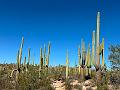 383_USA_Arizona_Saguaro_NP
