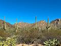 386_USA_Arizona_Saguaro_NP