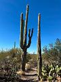 387_USA_Arizona_Saguaro_NP