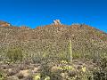 393_USA_Arizona_Saguaro_NP